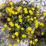 und immer wieder verzaubert uns diese überwältigende Blumenpracht entlang des Weges