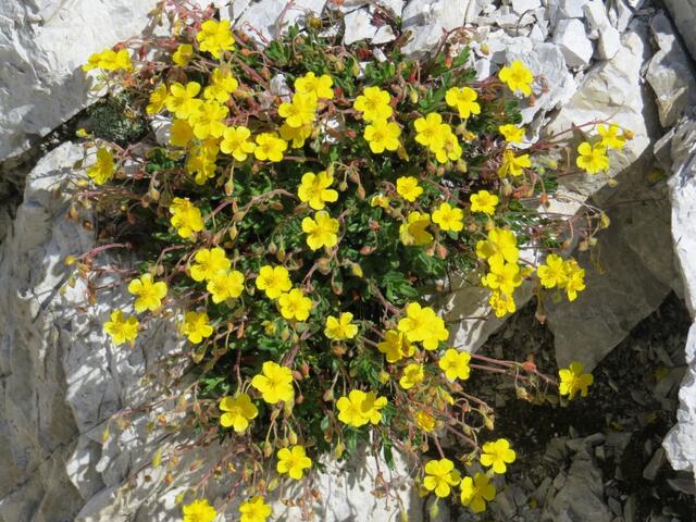 und immer wieder verzaubert uns diese überwältigende Blumenpracht entlang des Weges