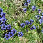 die Hänge sind überzogen von einem vielfarbigen Blumenmeer,...