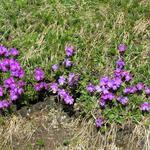 ...das uns immer wieder zum Staunen bringt