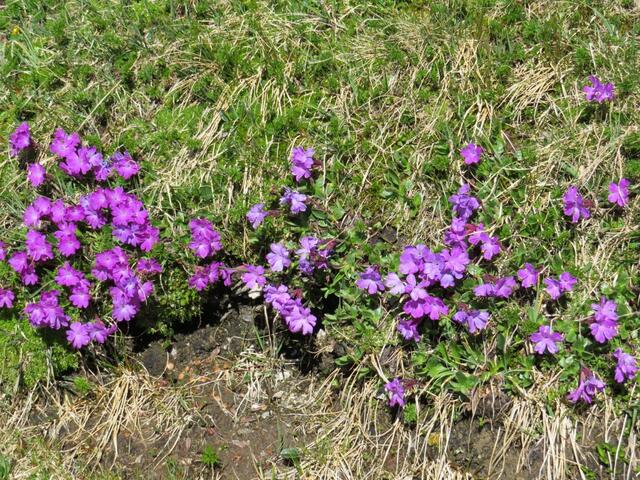 ...das uns immer wieder zum Staunen bringt