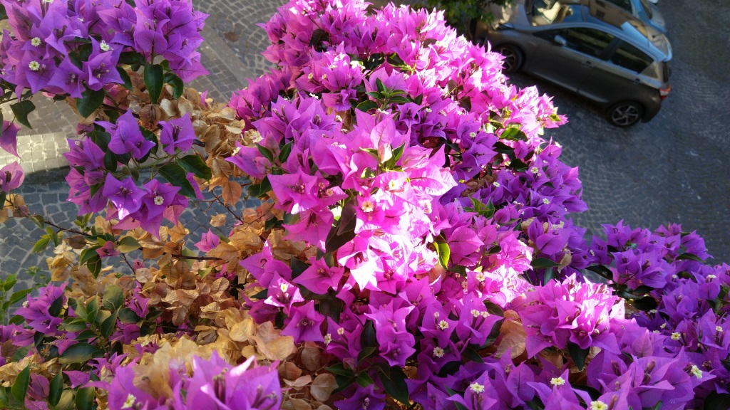 die Sträucher der Bougainvillea gefällt uns sehr