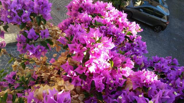 die Sträucher der Bougainvillea gefällt uns sehr