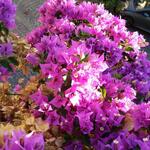 die Sträucher der Bougainvillea gefällt uns sehr