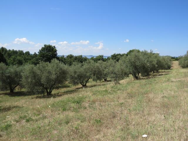 wir wandern durch schöne Olivenhaine...
