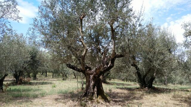 wir bestaunen uralte Olivenbäume
