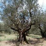 wir bestaunen uralte Olivenbäume