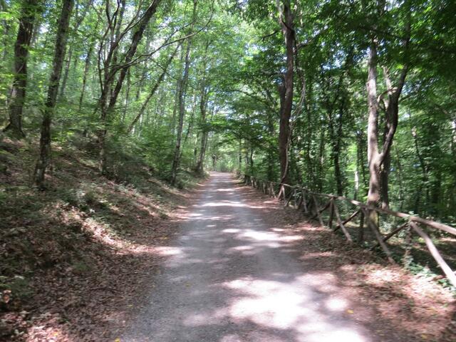 wir durchwandern schöne Wälder