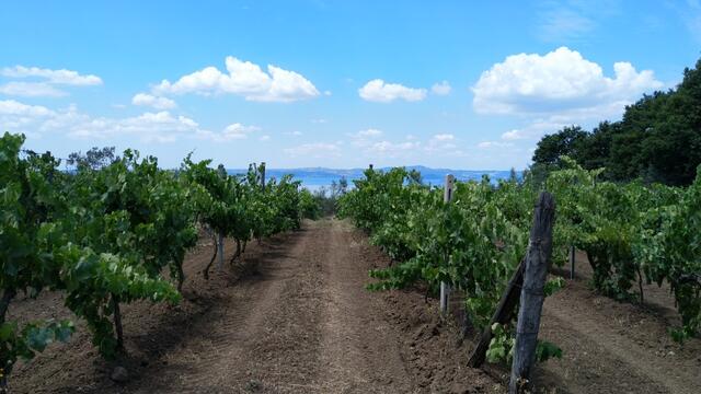 nach dem überqueren dieser sehr speziellen Grenze, erscheinen die ersten Reben, vom berühmten Weisswein der Region