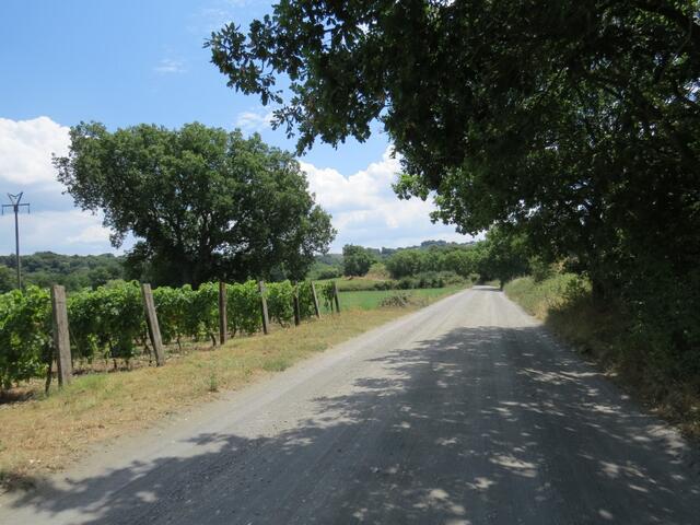 die Via Francigena führt uns nun meistens an Reben entlang