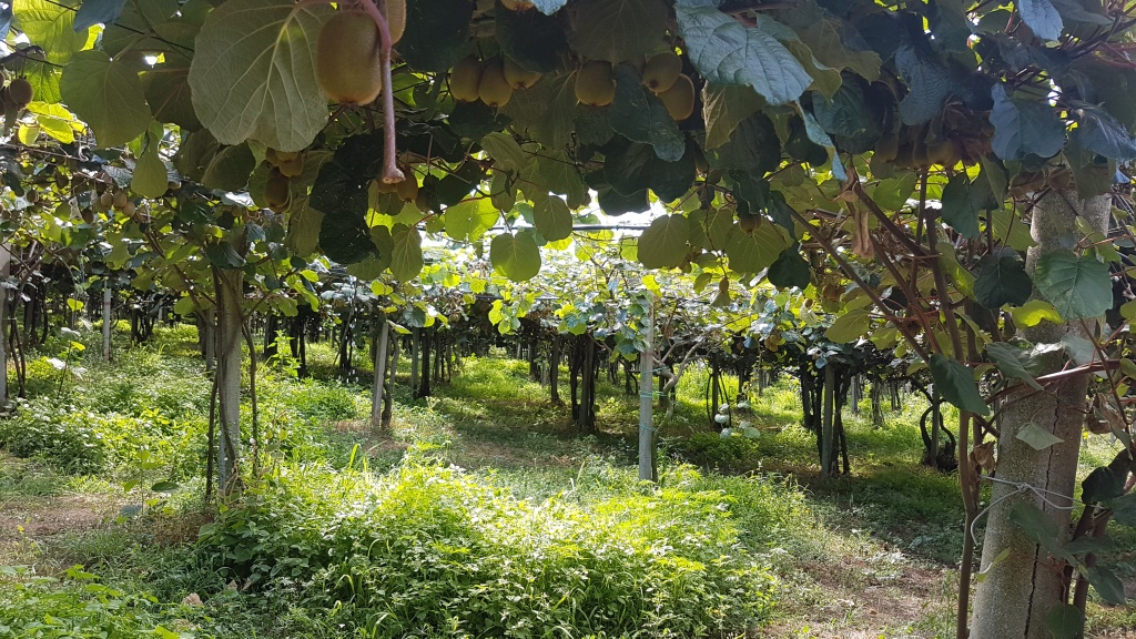 an einer grossen Kiwi Plantage vorbei, erreichen wir den ersten Höhepunkt vom heutigen Tag