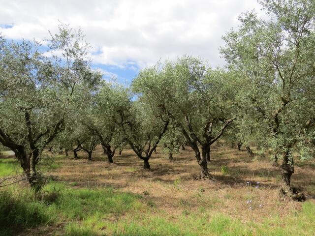 überall Olivenbäume