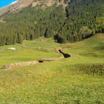 Alpweiden bei Airolo