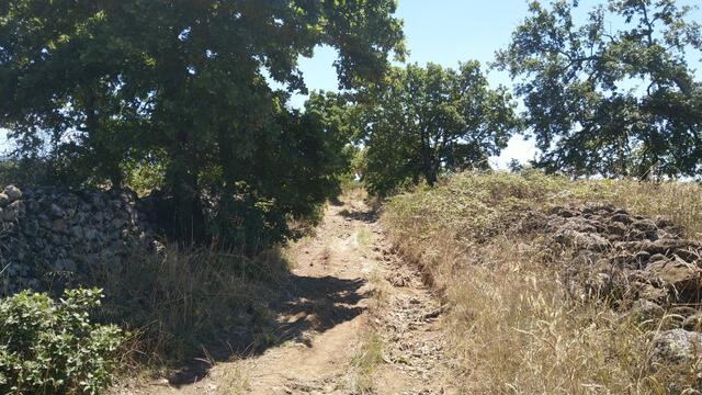 über sehr schöne Feldwege wandern wir auf der Via Francigena Richtung Vetralla