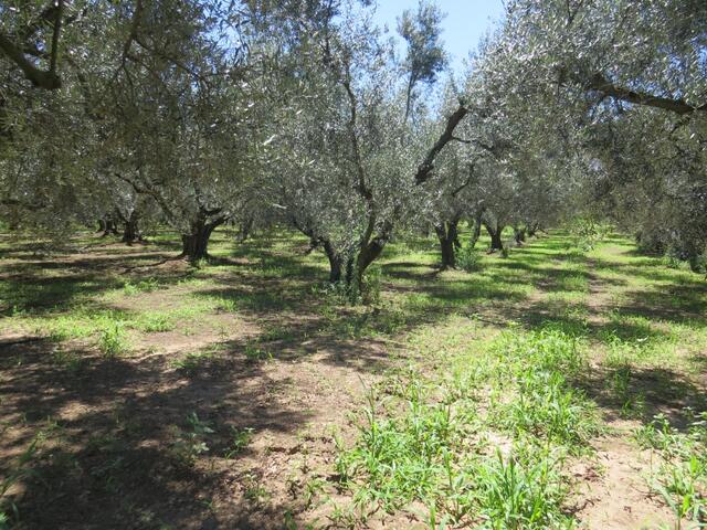 wir bestaunen gepflegte Olivenhaine...
