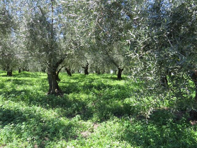 in diesem sehr schönen Olivenhain haben wir im Schatten eine Mittagsrast eingelegt