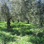 in diesem sehr schönen Olivenhain haben wir im Schatten eine Mittagsrast eingelegt