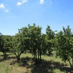 ...Haselnusssträucher ab