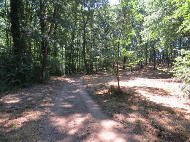 auf einem malerischen Waldweg durchwandern wir den Wald...