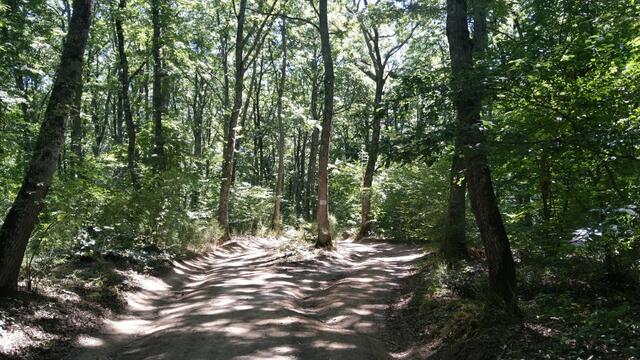 wir tauchen wieder in einen dichten Wald hinein