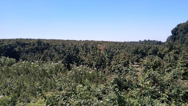 wir lassen den Wald hinter uns und endlose Haselnussplantagen tauchen vor uns auf