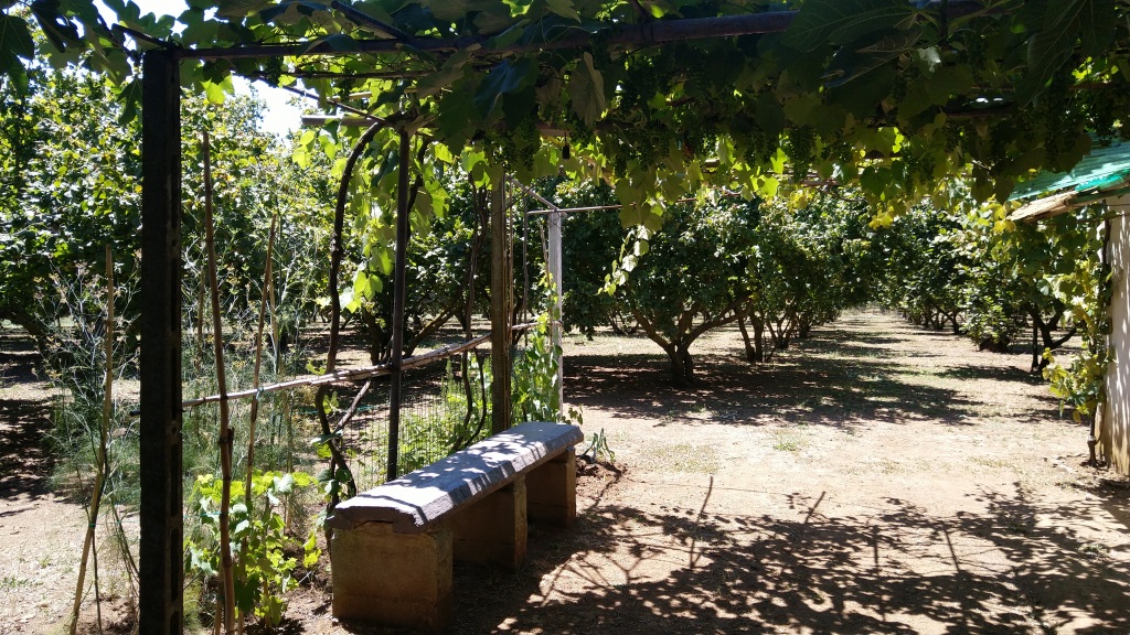 mitten in so einer Haselnussplantage finden wir einen romantischen Picknickplatz