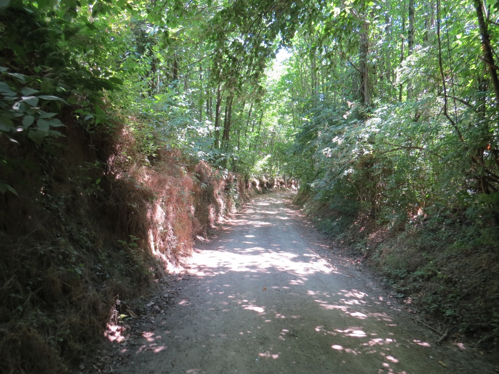 der Wanderweg führt uns nun durch Wälder...