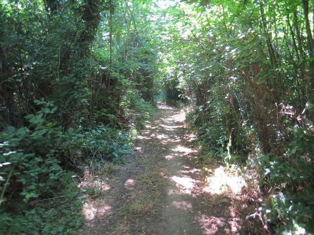 wir tauchen in einen urwaldähnlichen Wald hinein