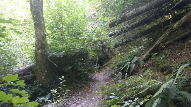 der Wald ist ein richtig wunderschönes Wildnisgebiet. Anderswo wird für so etwas Eintritt verlangt