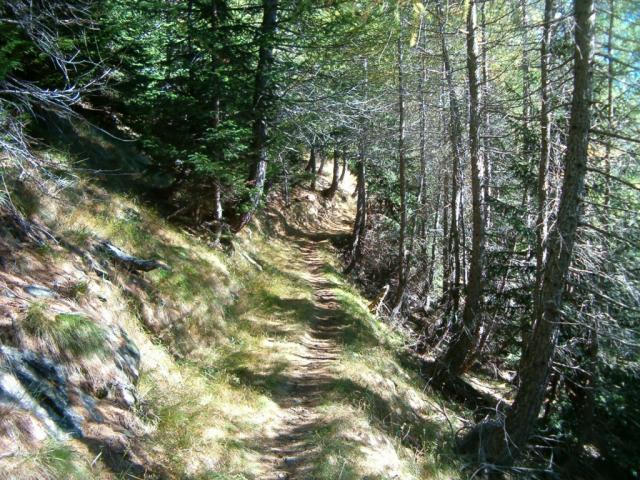 wunderschöner Waldweg