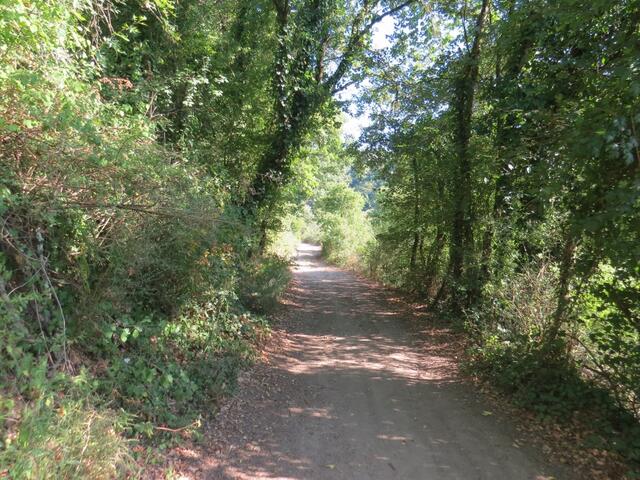 auf einfachem Weg laufen wir durch schattenspendende Wälder