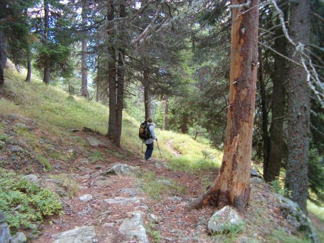 Wanderung durch den Wald