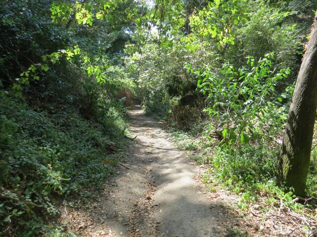 der schöne Waldweg führt uns nun zum Parco di Veio