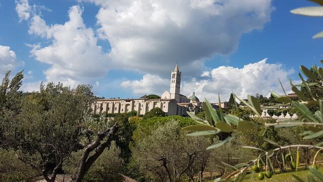 durch einen Olivenhain geht es zurück nach Assisi...