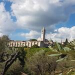 durch einen Olivenhain geht es zurück nach Assisi...