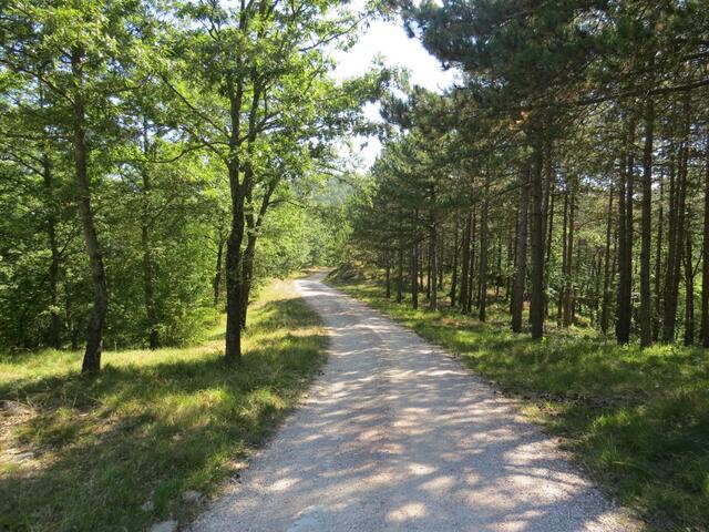 unter Nadelbäumen wandern wir Richtung Etappenziel Monteleto