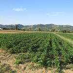 die Ebene von Gubbio ist die Gemüsekammer der Region