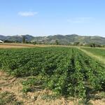 die Ebene von Gubbio ist die Gemüsekammer der Region