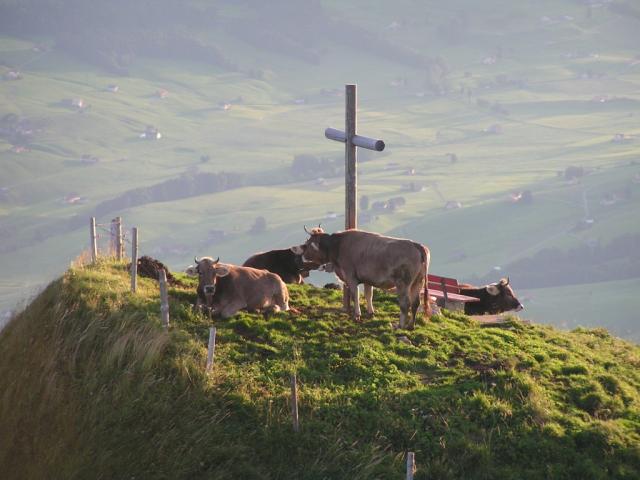 Aussichtsbank mit Kühe