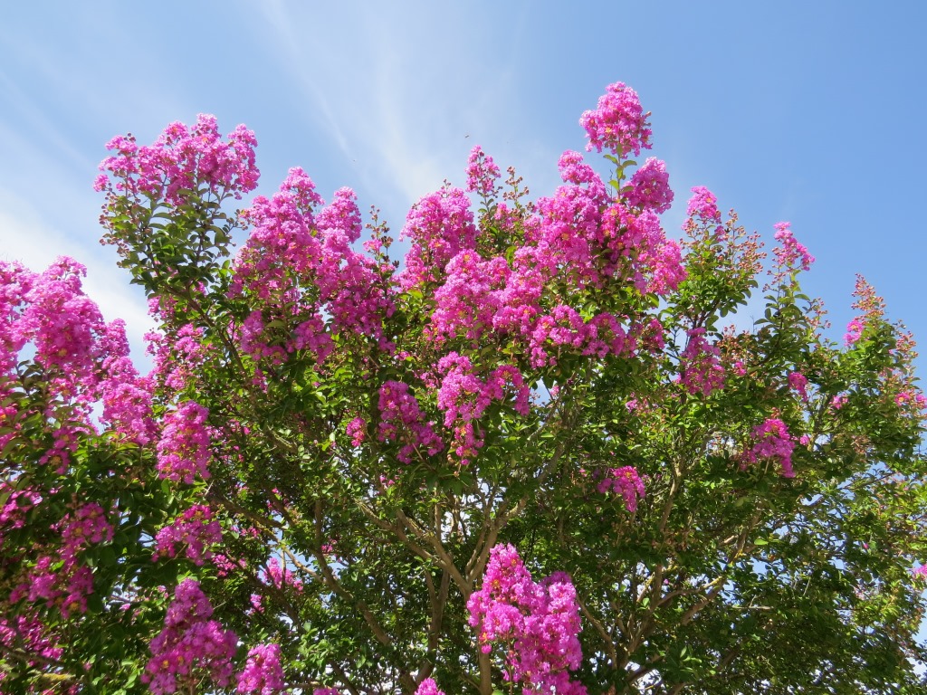 wir bestaunen Chinesische Lagerströmie. Dieser Baum kommt in der Schweiz nicht vor