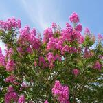 wir bestaunen Chinesische Lagerströmie. Dieser Baum kommt in der Schweiz nicht vor