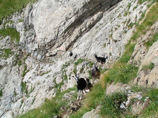 Bergziegen versperren den Weg