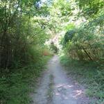 kaum liegt Valfabbrica hinter uns, wandern wir schon durch einen dichten Wald