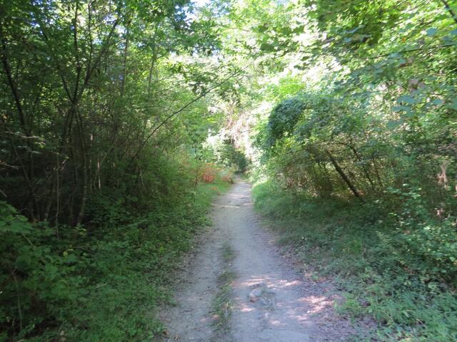 kaum liegt Valfabbrica hinter uns, wandern wir schon durch einen dichten Wald