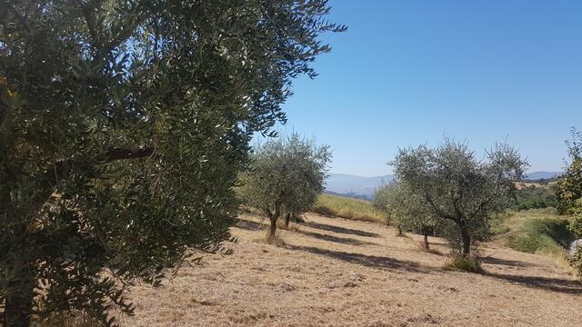 der schöne Wegverlauf führt uns an einem Olivenhain vorbei