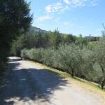 weit weg vom Strassenlärm und Verkehr laufen wir Richtung Assisi