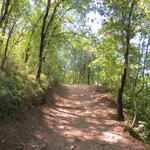 wir tauchen in den Bosco di San Francesco ein