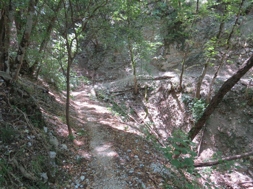 geschickt schlängelt sich der Waldweg durch kleine Täler und Bachrunsen