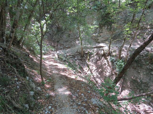 geschickt schlängelt sich der Waldweg durch kleine Täler und Bachrunsen