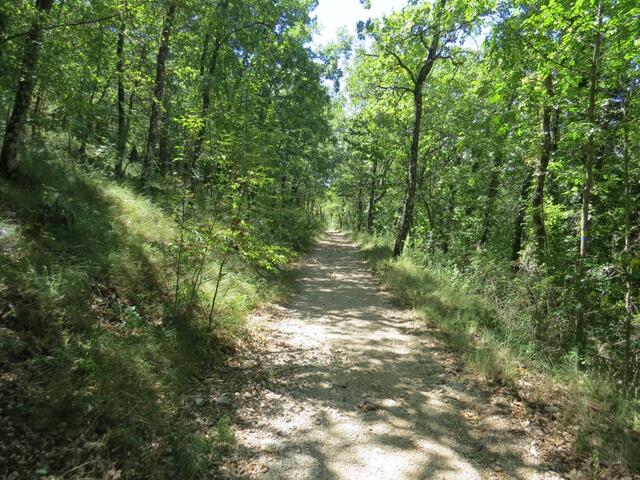 der Waldweg ist nun nicht mehr so steil, trotzdem verlieren wir langsam aber sicher an Höhe